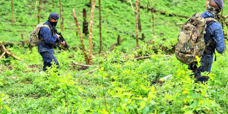 Ejército de Guatemala erradicó 341,251 arbustos de hoja de coca en Izabal y Alta Verapaz.