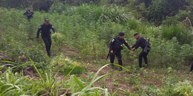 Remiten adolescente por femicidio y erradican cultivos ilícitos en San Marcos