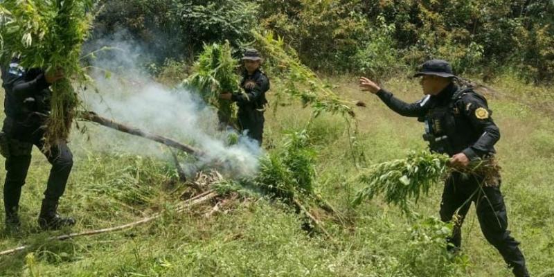 Erradican más de 44 mil matas de marihuana en Melchor de Mencos