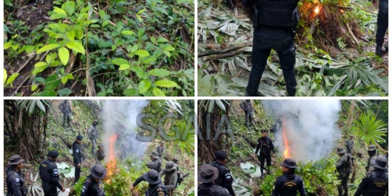 Agentes antinarcóticos del Mundo Maya  erradican campos con ilícitos