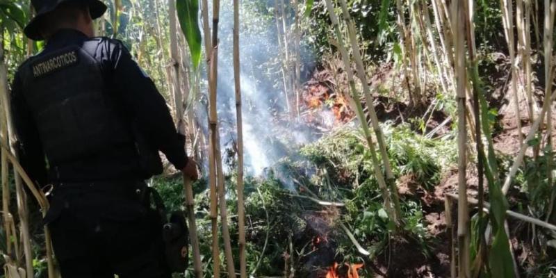 Erradican más de 28 mil matas de marihuana en Totonicapán
