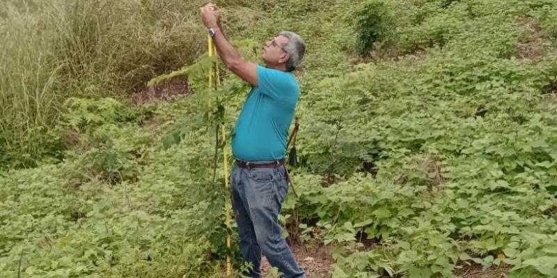 Delegación de El Progreso verifica desarrollo de plantación forestal