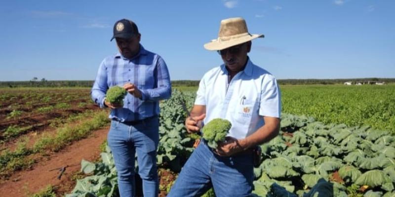 Evalúan incrementar producción de brócoli en Petén