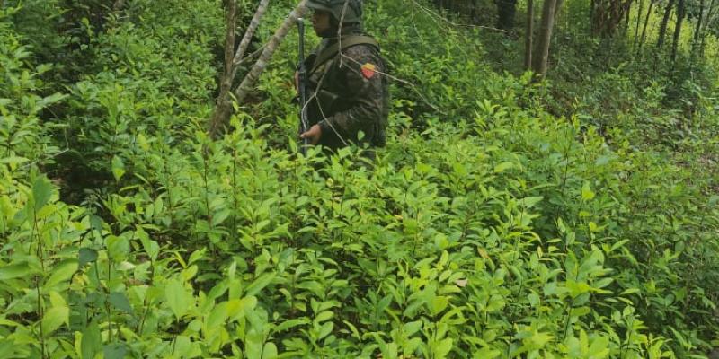Ejército de Guatemala erradicó 1,037,871 arbustos de coca, en lo que va del 2023.