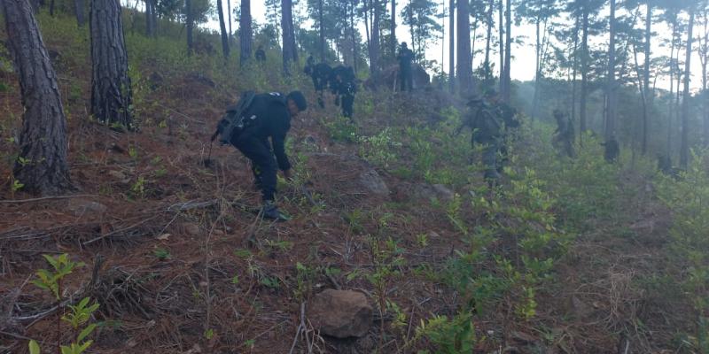 Erradican arbustos de hoja de coca valorados en Q2.2 millones