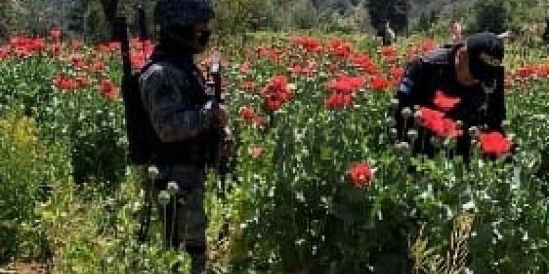 Erradican amapola en Chimaltenango y San Marcos