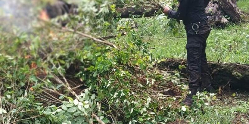 Más de 448 mil arbustos de hoja de coca erradicados en Izabal