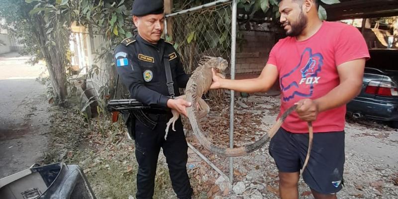 Diprona captura tres personas por tala ilegal y rescata animal de la vida silvestre