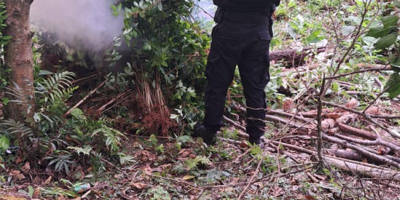 Erradican arbustos de hoja de coca valorados en Q1.2 millones