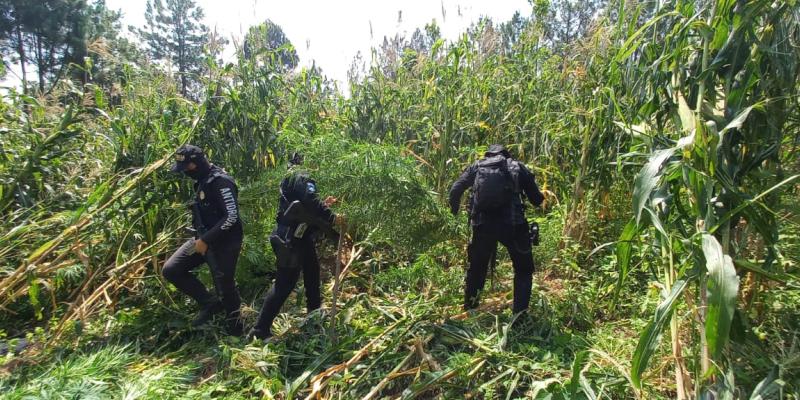 Erradican marihuana valorada en más de Q36 millones