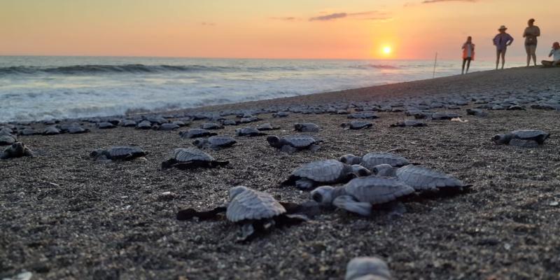 tortugas marinas