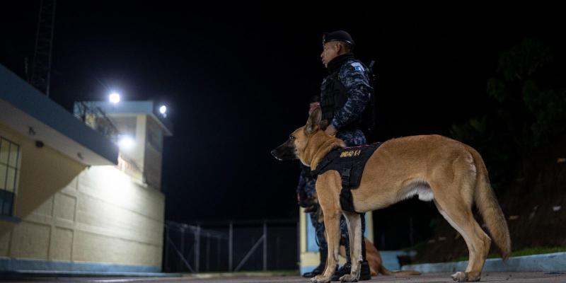 Binomios K-9 apoyan estrategias de seguridad