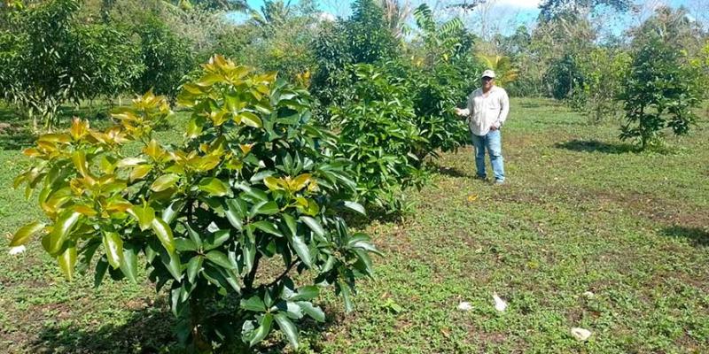 Brindan asistencia a productores de aguacate