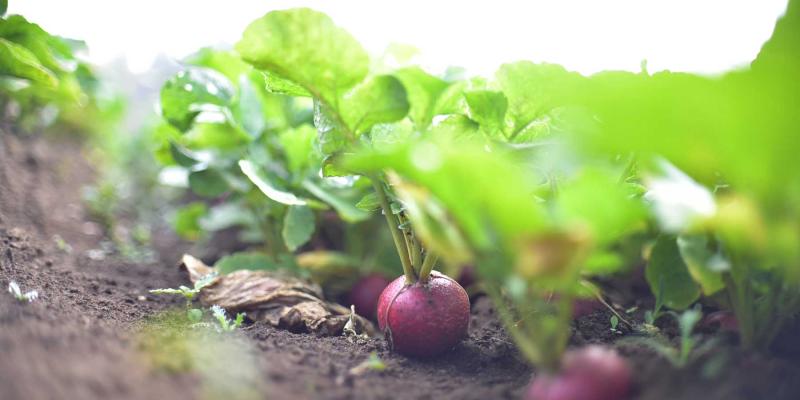 Los efectos del calor en la agricultura