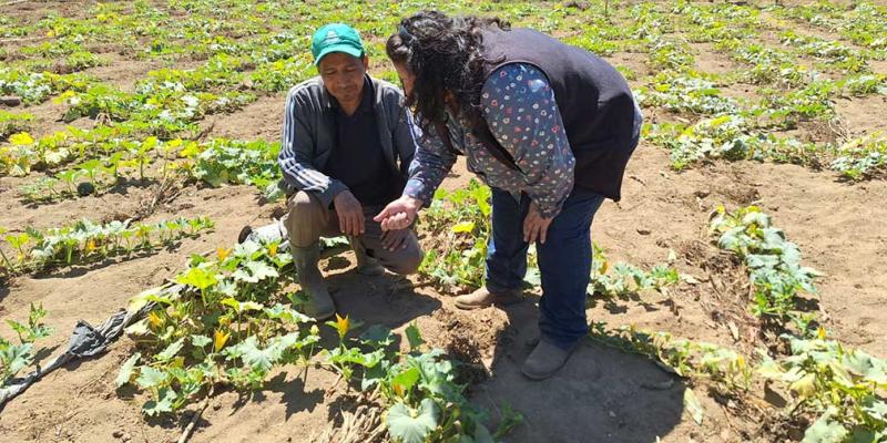 Agricultores de Sumpango reciben acompañamiento técnico postcosecha