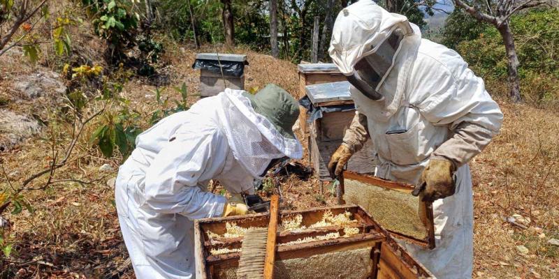 Apicultura crece en Chiquimula