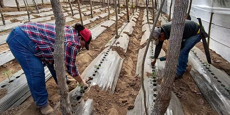 Aprenden uso adecuado de agroquímicos