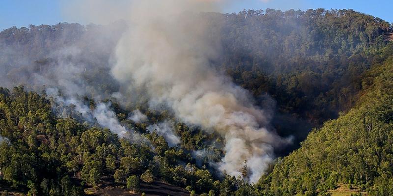 Conozca las medidas para prevenir un incendio forestal