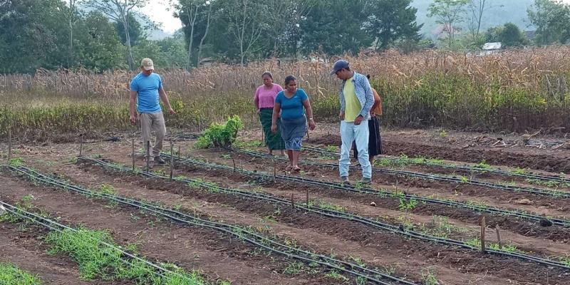 Entregan cuatro mil pilones de berenjena en Petén