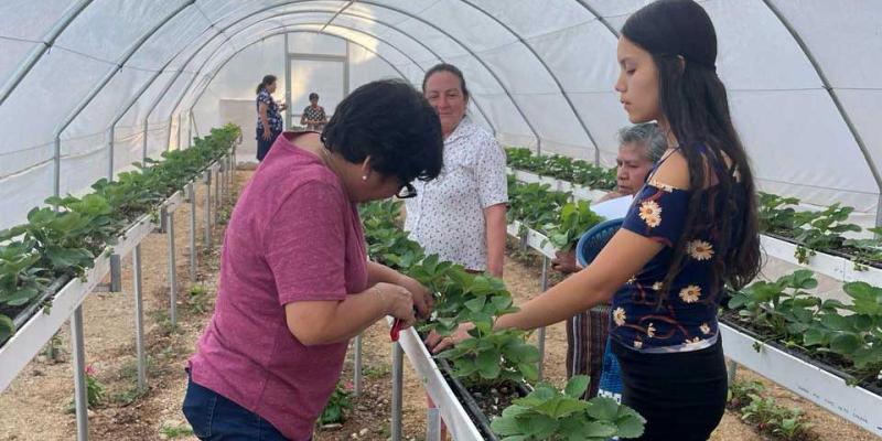 Fomento Agrícola en Pachalum, Quiché
