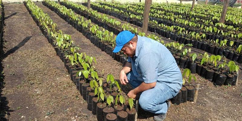 En respaldo a las y los productores excedentarios del departamento de Petén, el personal del Ministerio de Agricultura, Ganadería y Alimentación (MAGA), les brinda una serie de capacitaciones y asistencia técnica para el desarrollo de plantas de cacao en vivero.  Destacan dentro de los conocimientos impartidos, los relativos al control de plagas y enfermedades, la aplicación de fertilizantes y bioestimulantes, así como la limpieza de sarán. Estas son técnicas esenciales para mejorar la cosecha y asegurar la