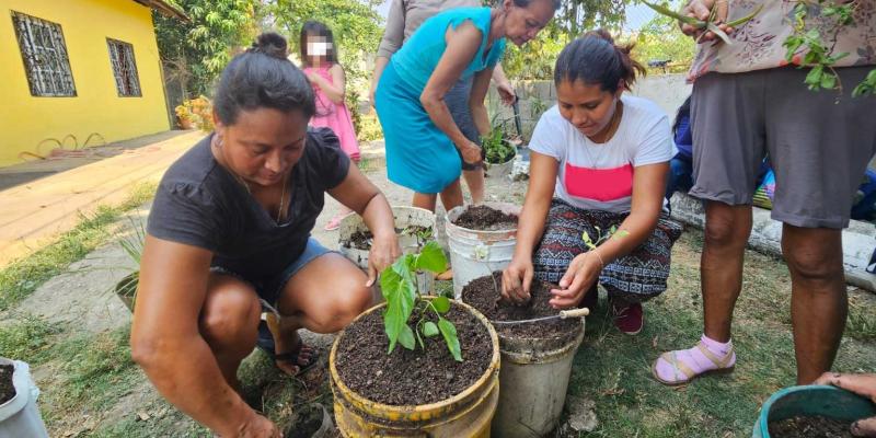 Cultivos de plantas medicinales y aromáticas: opciones para la diversificación de siembras