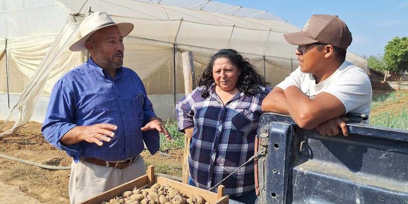 Impulsan la producción de papa en Chimaltenango