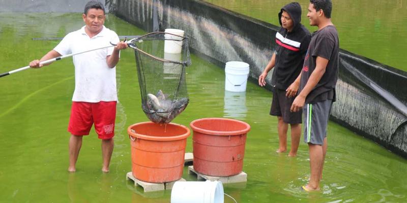 La tilapia aporta múltiples beneficios nutricionales