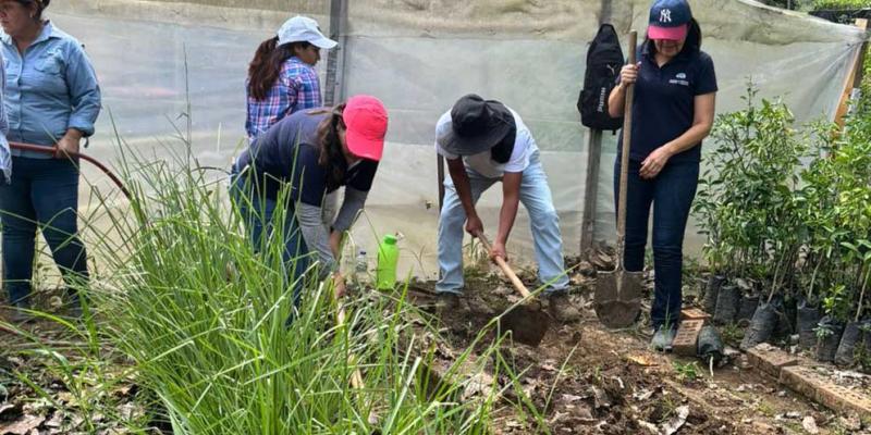 Producen plantas medicinales en huertos regionales