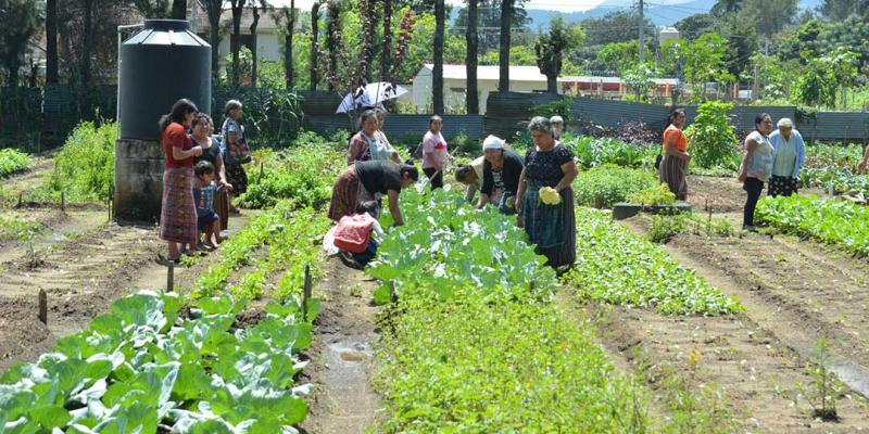 Redes de comercialización de agricultura familiar trazan rutas para el desarrollo