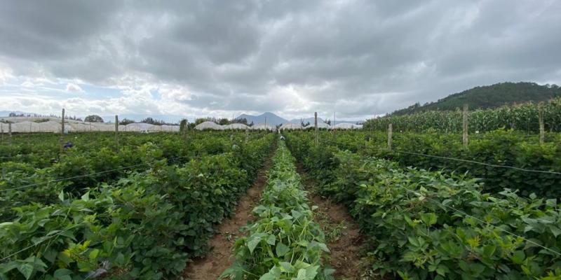 Se acerca temporada ciclónica: conozca las recomendaciones para el sector agropecuario