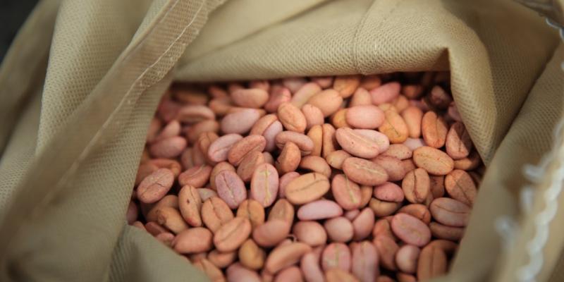 Semillas resistentes a la sequía y a la roya mejorarán la producción de café en el país