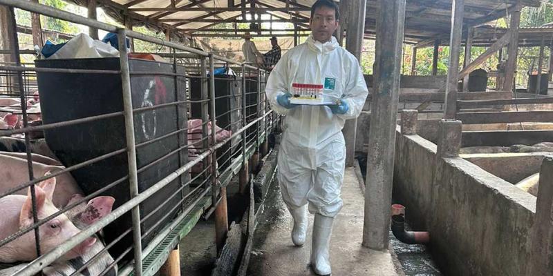 Vigilancia sanitaria porcina beneficia a comunidades de Petén