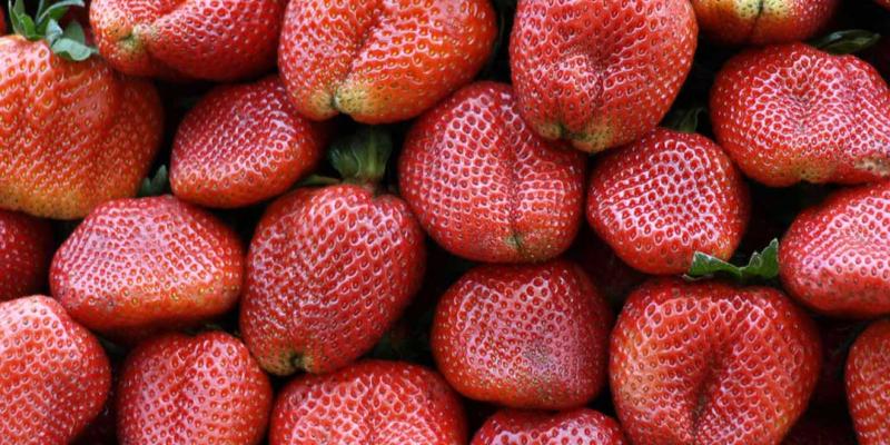 La importancia de la conmemoración del Día de la Fruta en la región