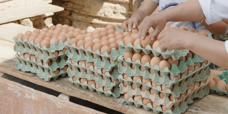 Avicultores son capacitados para mejorar producción en Petén