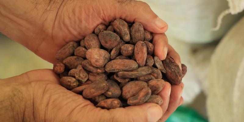 Convocatoria a participar en el concurso nacional de la calidad del cacao y el chocolate