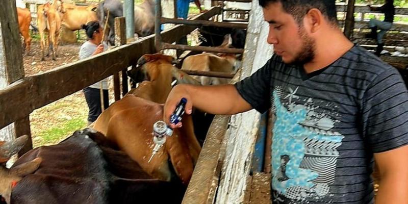 Previenen rabia bovina