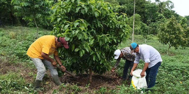 En Petén promueven cultivo de aguacate variedad Booth 8