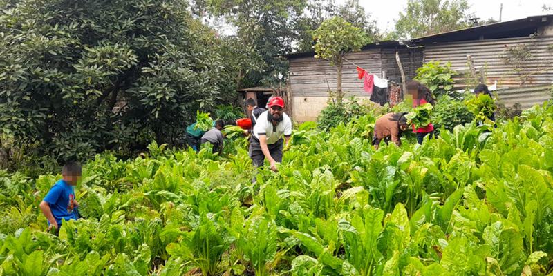 En Sacatepéquez colectan primera cosecha del huerto escolar