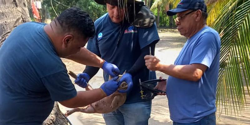 Realizan monitoreo sanitario en establecimientos porcinos