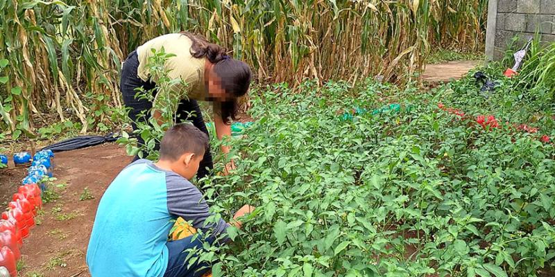 Abundantes cosechas de los huertos escolares