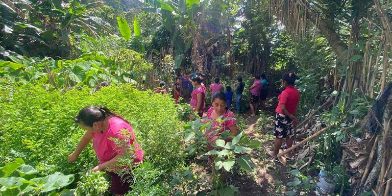 Huertos comunales favorecen a 49 familias