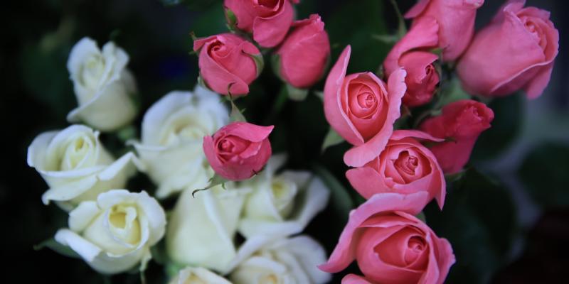 Aprenda aspectos básicos del cultivo de rosas