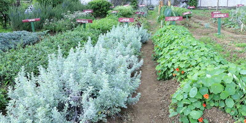 Así es un huerto de plantas medicinales