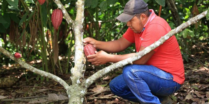 Cacao