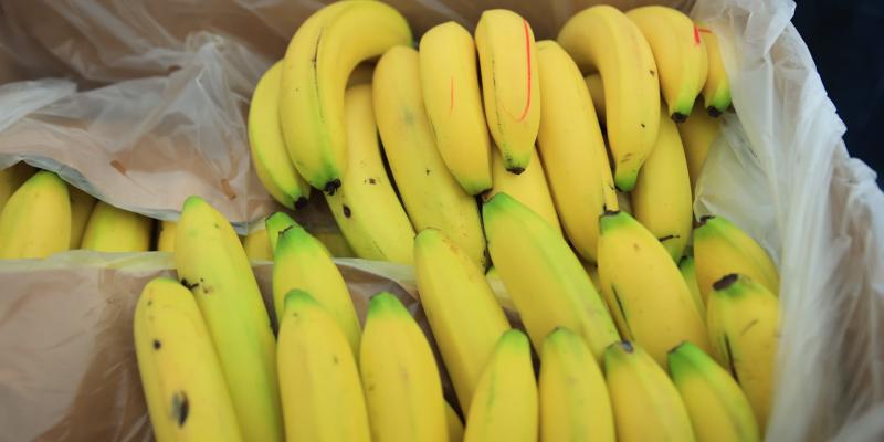 El banano