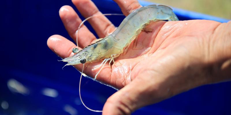 El camarón 