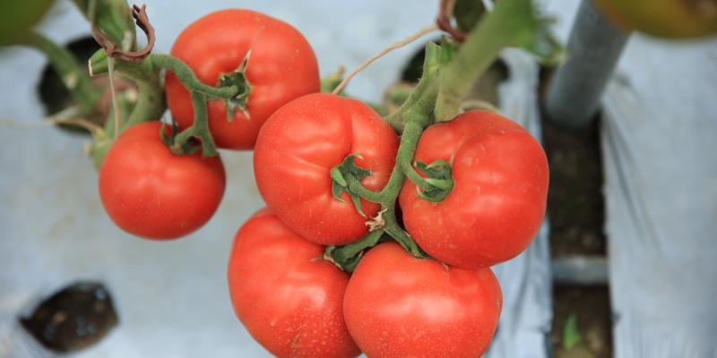 El tomate