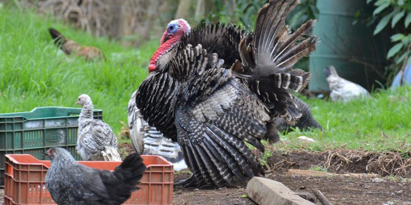 La crianza de aves de traspatio ofrece varias ventajas