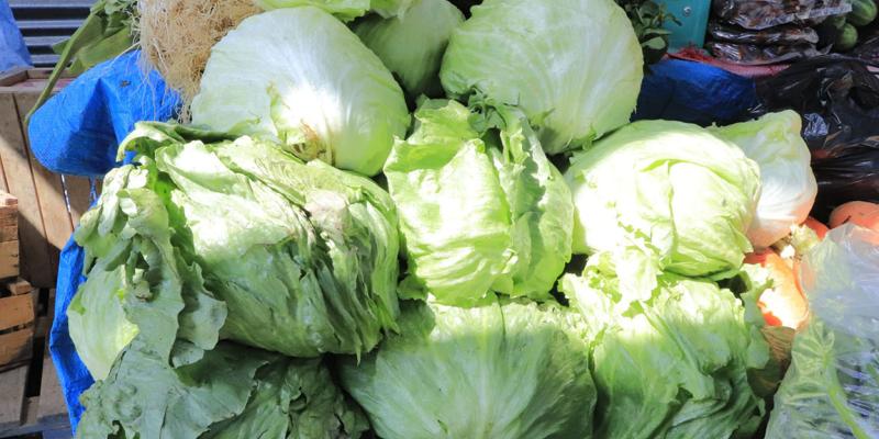 La lechuga un alimento refrescante e hidratante